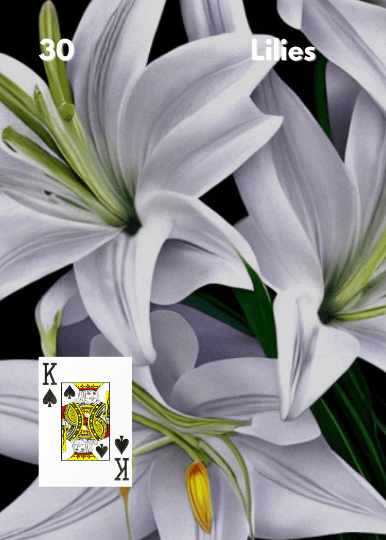 The Lily
